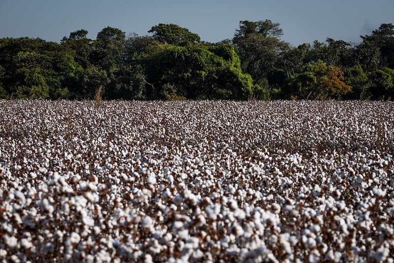 Safra de Algodão 2025/26 apresenta redução na área plantada, mas produtividade elevada
