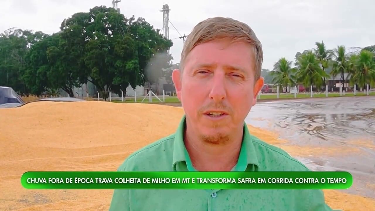 Produtores de milho enfrentam desafios com chuvas em Nova Mutum