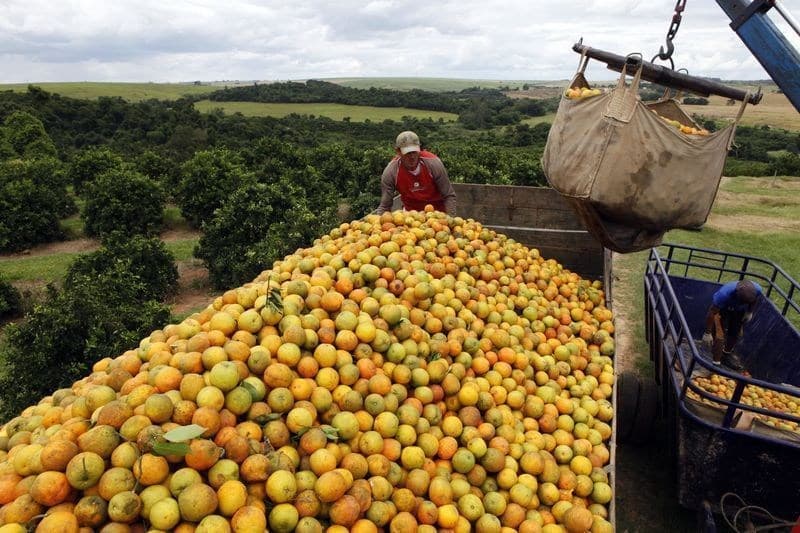 Preços de laranja industrial caem enquanto lima ácida tahiti valoriza