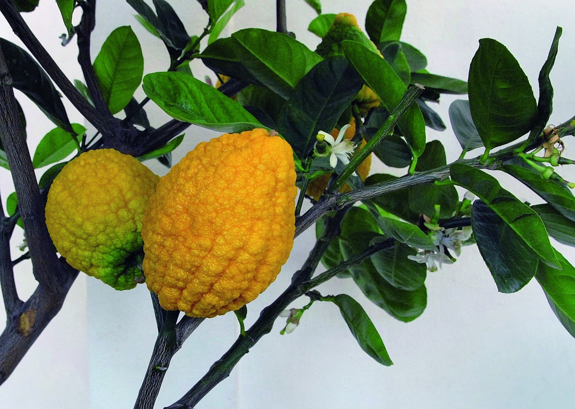 Cidra: cultivo e tradição na cozinha brasileira