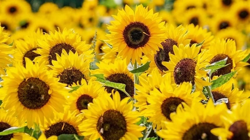 Investimento em girassol na "safrinha": uma opção lucrativa para agricultores