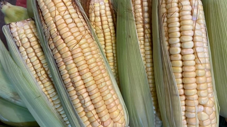 Expectativa de diminuição na extensão de plantio de milho para a safra 2023/2024