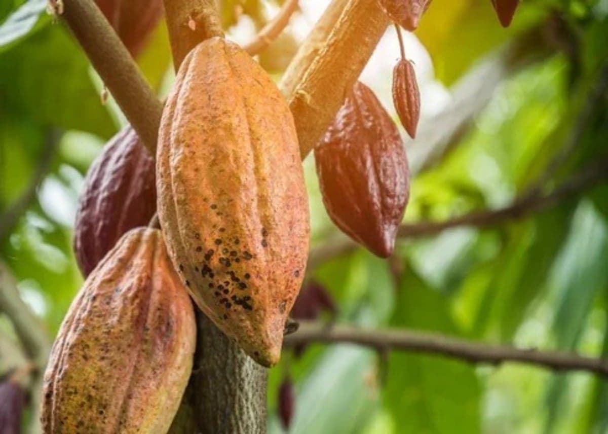 Clones de cacau resistentes melhoram produtividade na Amazônia