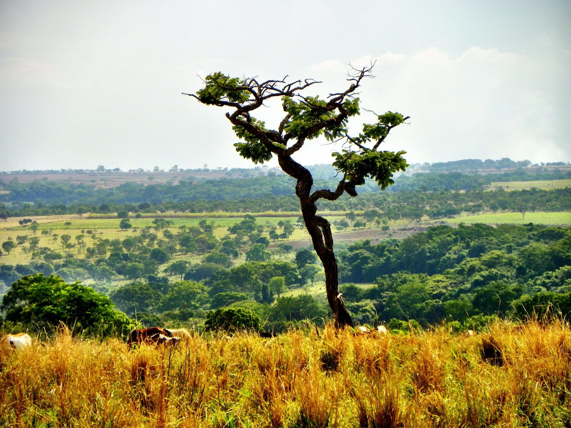 Estudo revela influência do uso da terra no armazenamento de carbono no Cerrado