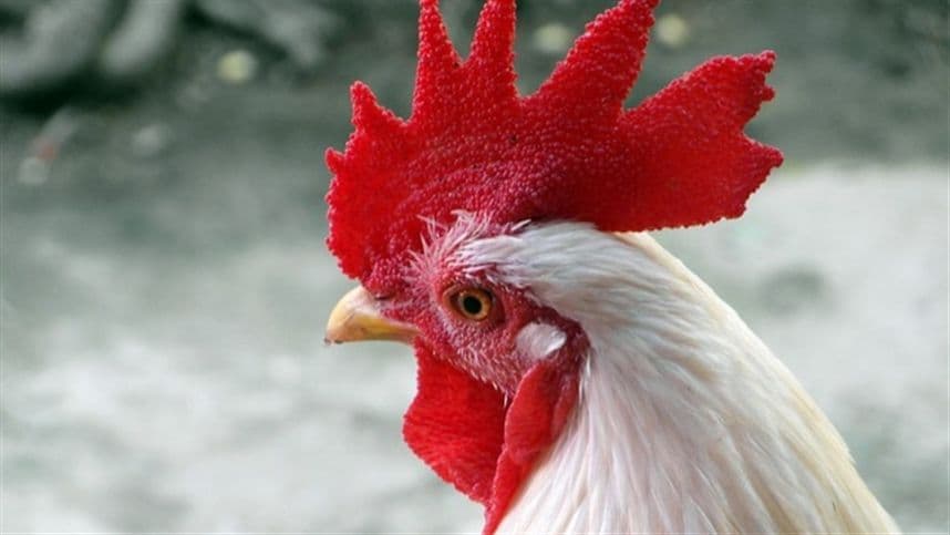 Recorde nas exportações de carne de frango em meio a desafios globais