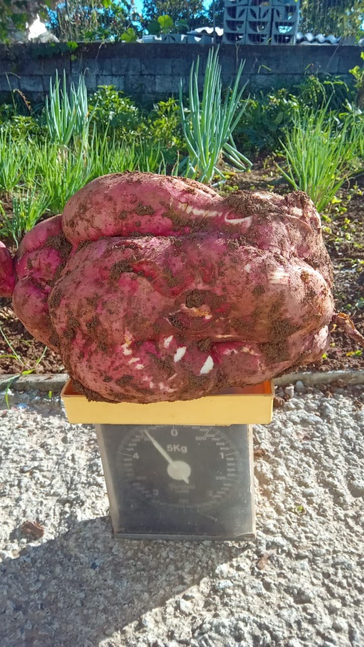 Batata-doce gigante de 4,6 kg surpreende colhedora em Santa Catarina