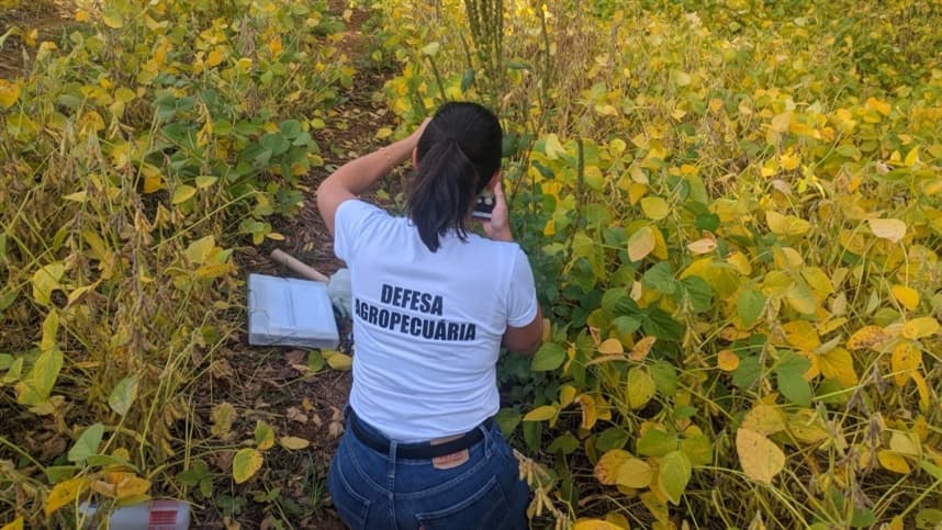 Caruru-gigante preocupa autoridades no Rio Grande do Sul