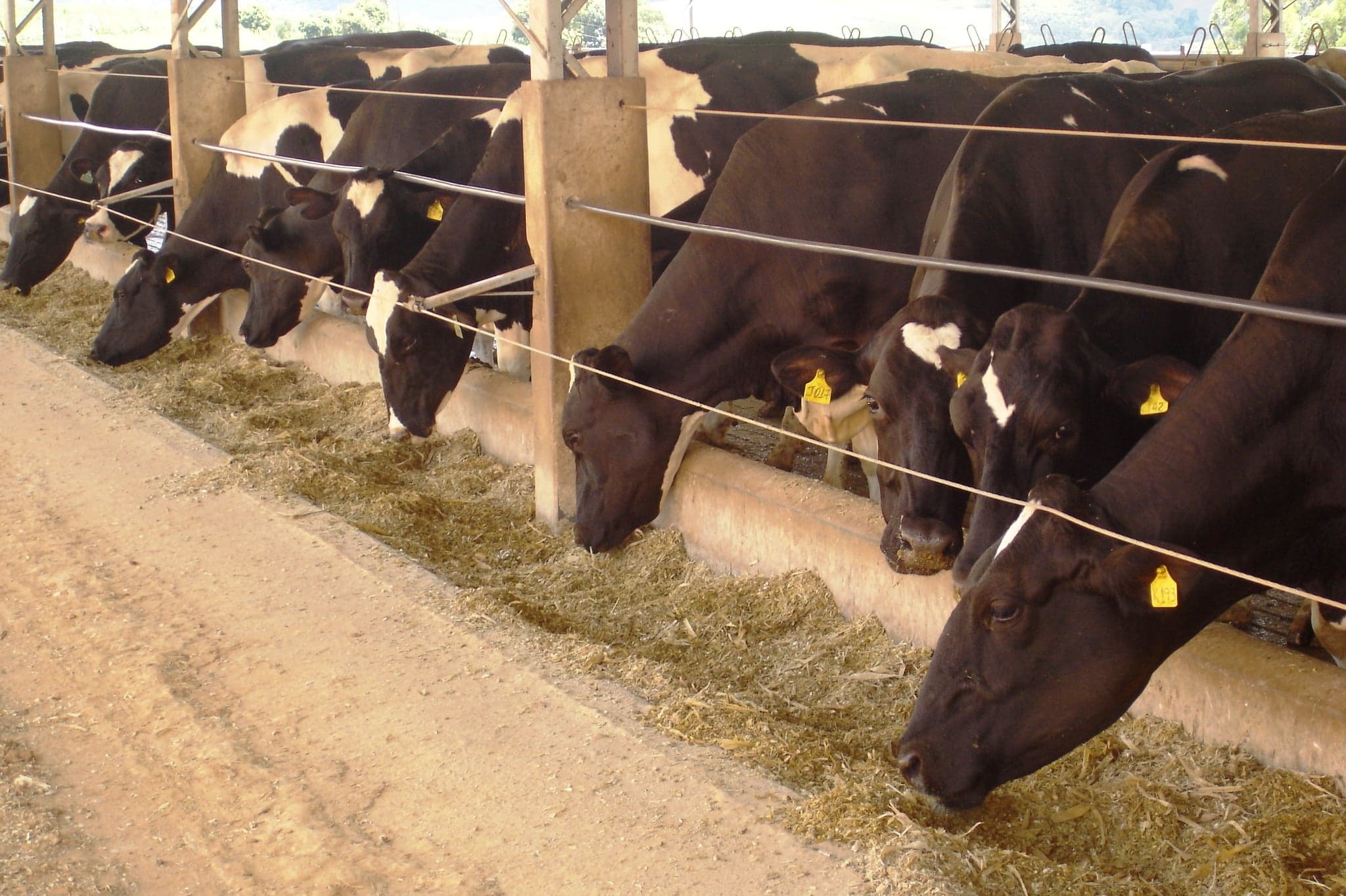 Micotoxinas na Pecuária: Risco Silencioso e Seus Efeitos Econômicos