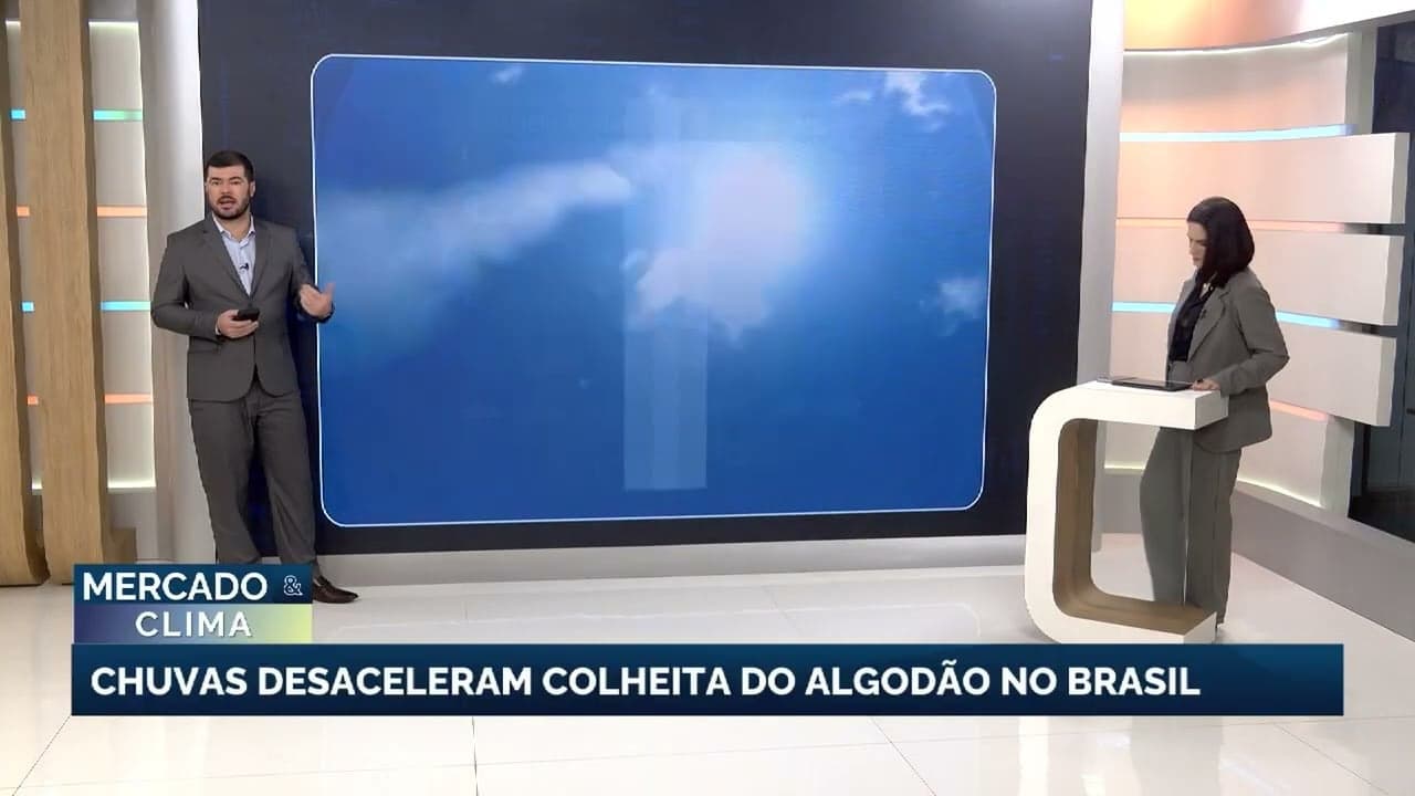 Colheita de algodão no Brasil avança a passos lentos devido à chuva