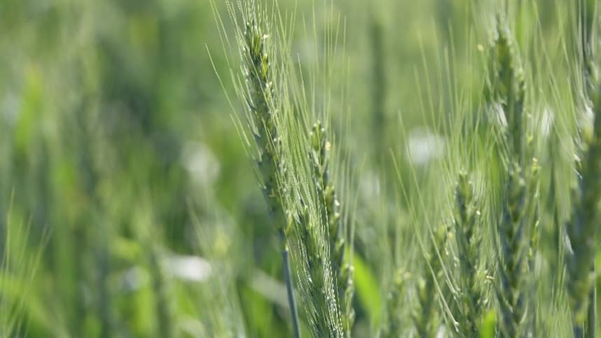 Mercados agrícolas enfrentam quedas em soja, milho e trigo
