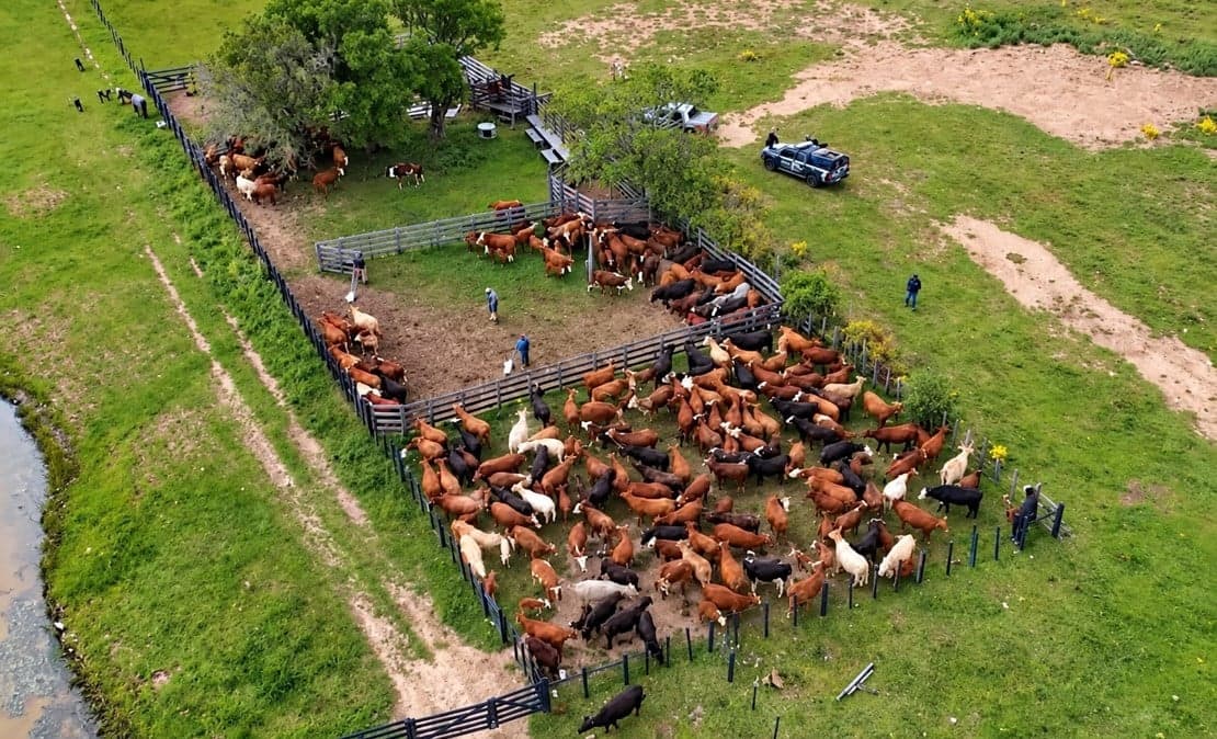 Pecuarista de 91 anos tem rebanho de 2.300 bovinos furtado no RS