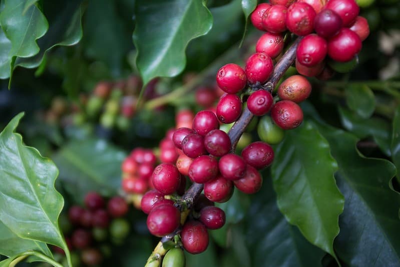 Cotações agrícolas: café em baixa e cacau em alta