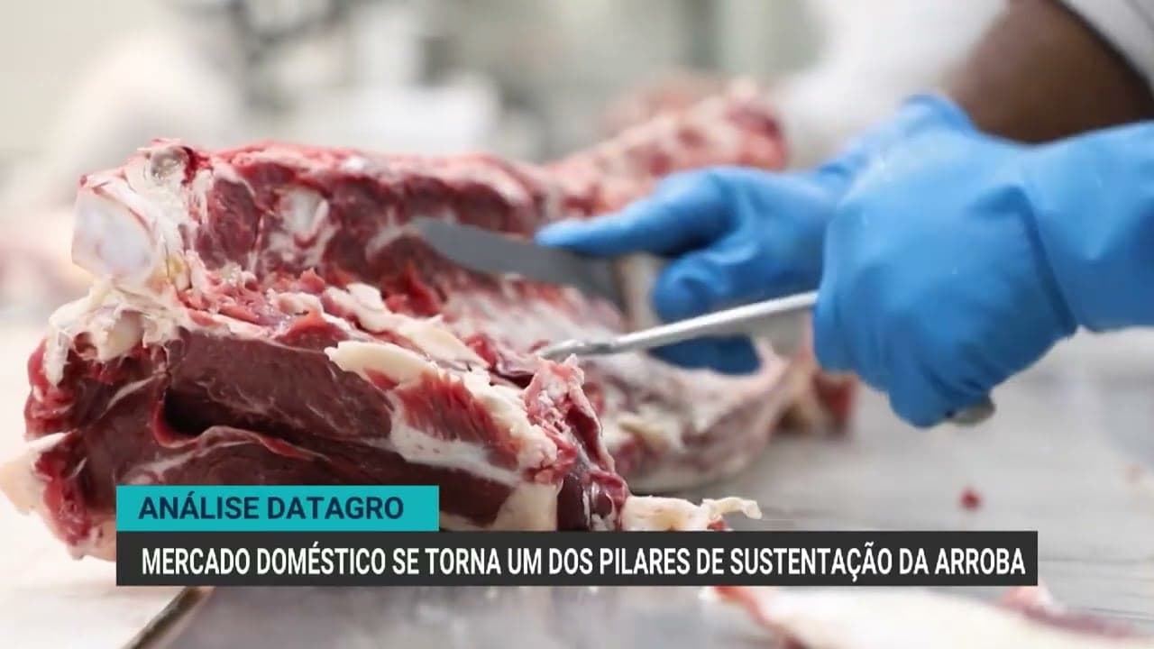 Preços da arroba do boi se estabilizam em São Paulo