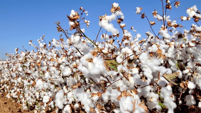 Murcha de fusarium ameaça cultivo de algodão entre 2025 e 2026