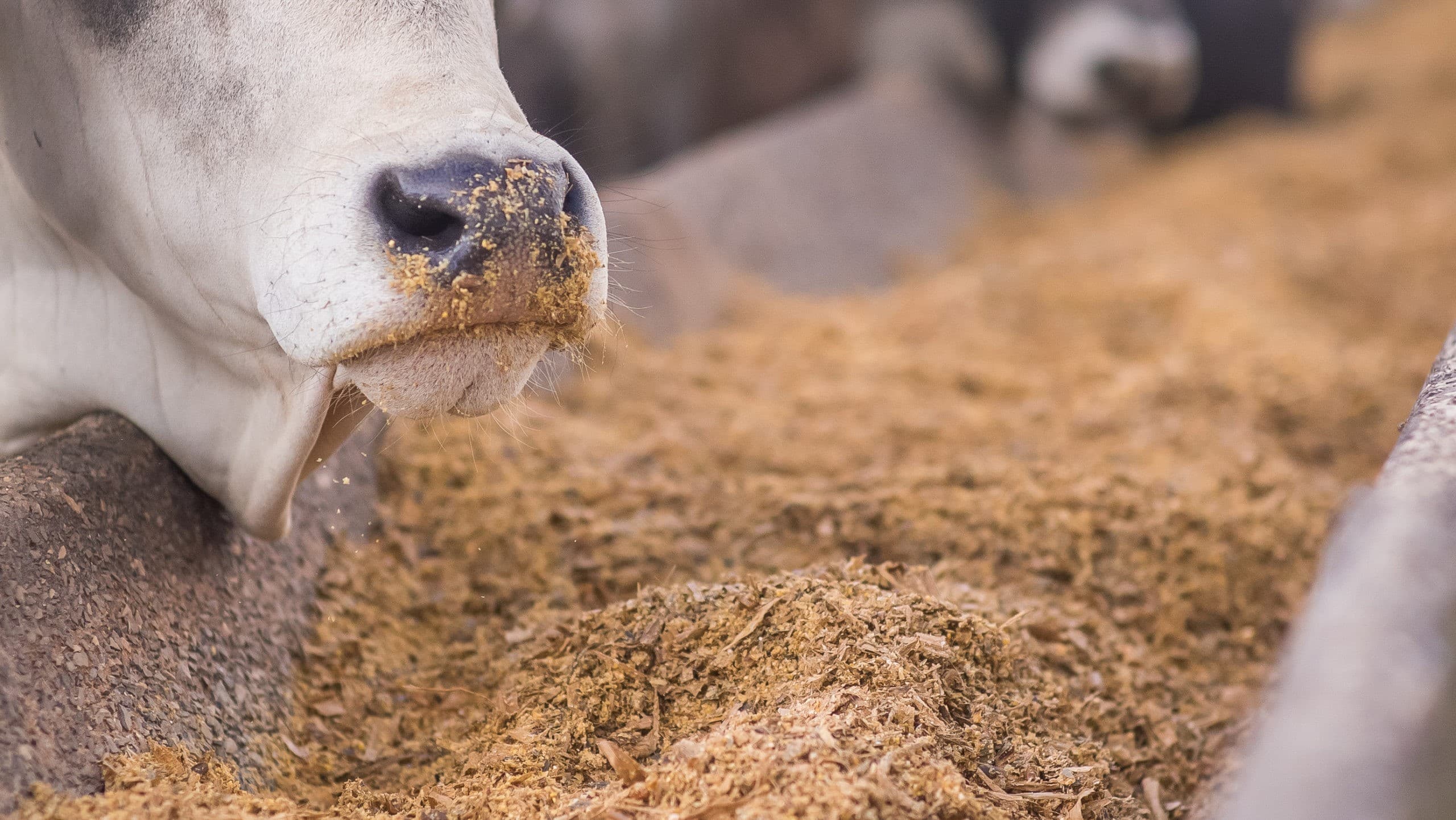 Sindirações e Fefac firmam acordo para a cooperação no setor alimentar