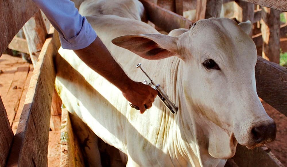 Ministério da Agricultura libera 3,1 milhões de vacinas para clostridioses