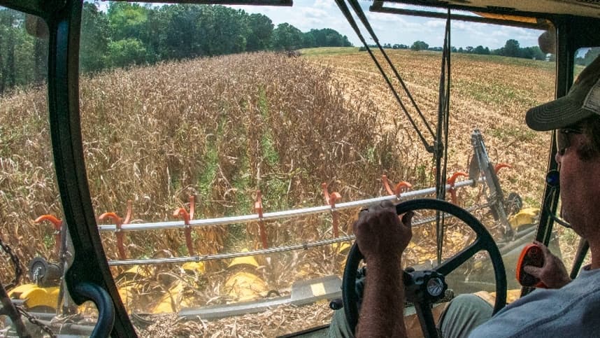 Colheita de milho safrinha no Brasil sofre atraso significativo
