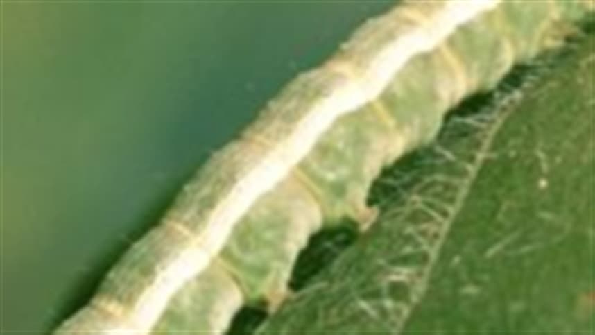 Cuidado: Monitorize a presença de baculovírus