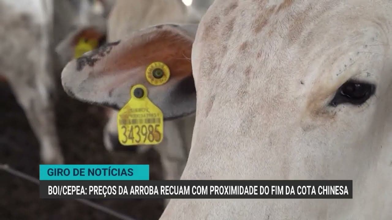 Queda nos preços da arroba do boi gordo impacta mercado