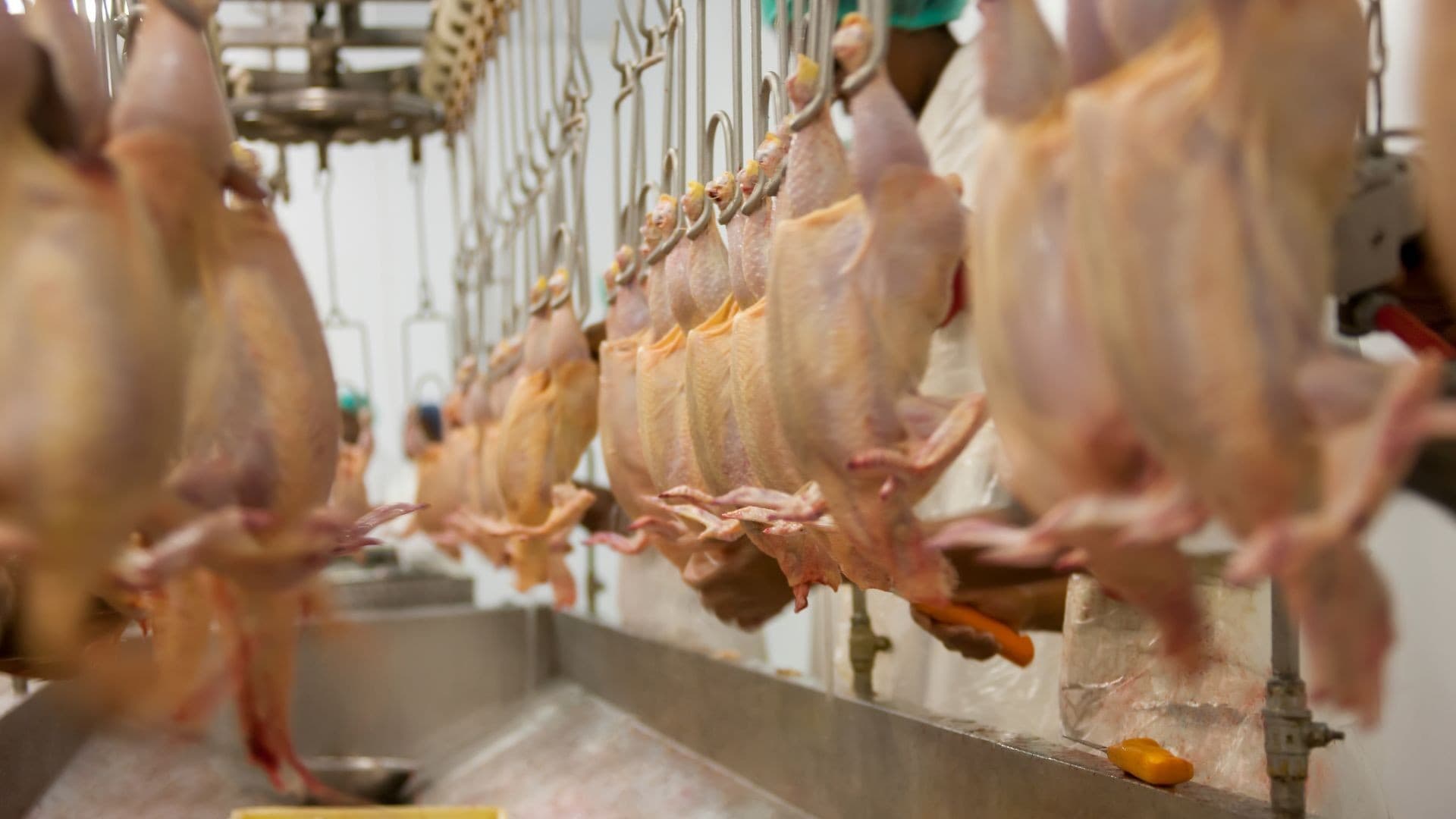 Auditoria da UE reconhece controles sanitários do Brasil para aves e mel