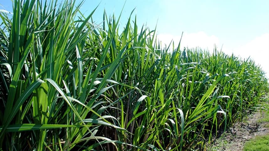 Embrapa desenvolve método que amplia estimativa de impacto de herbicidas na água