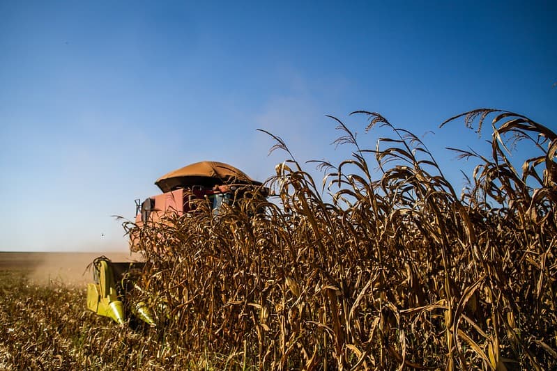 Queda nos preços do milho impacta mercado agrícola em todo o Brasil