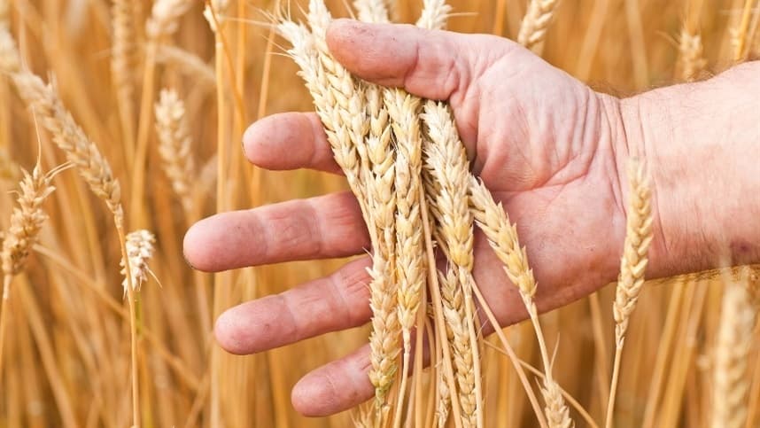 Quedas nas commodities pressionam mercados agrícolas em maio
