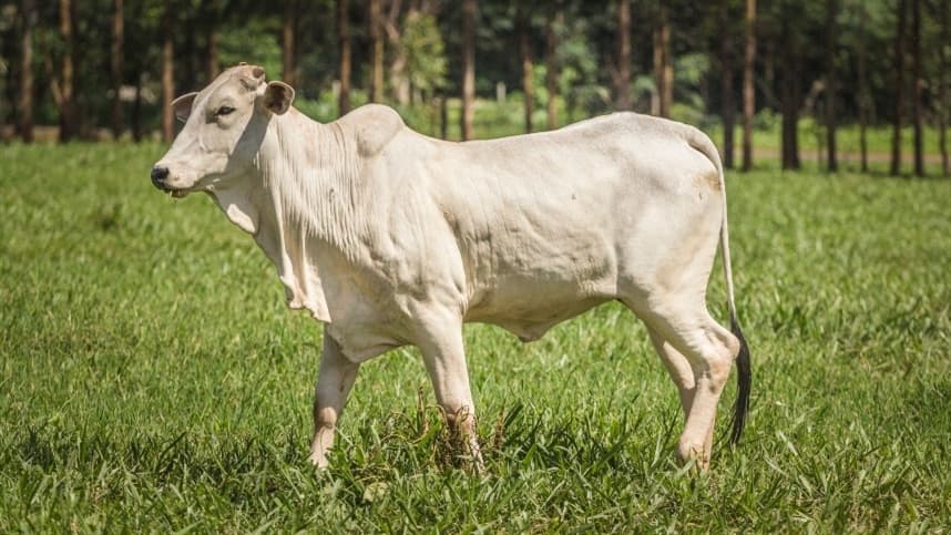 Mercado do boi gordo registra altas em preços nesta semana