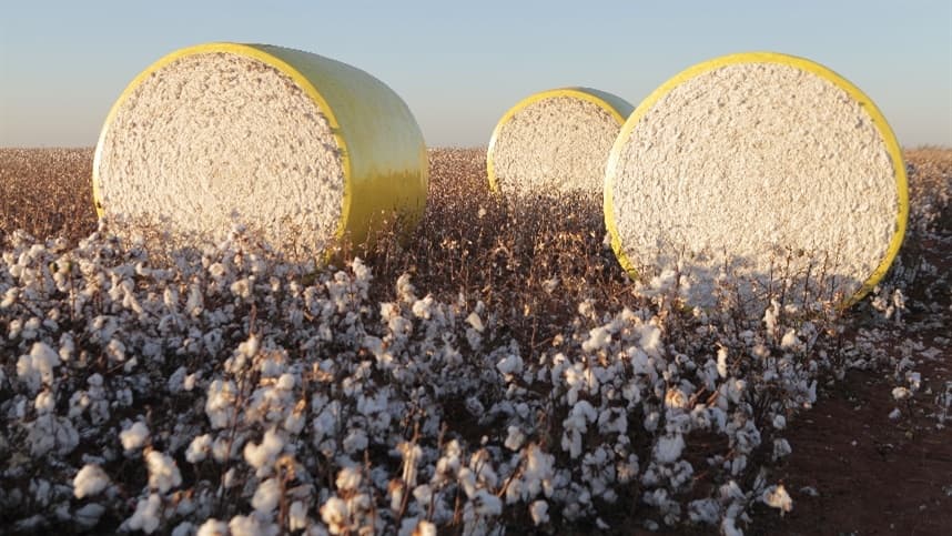 Brasil se destaca na indústria do denim com algodão sustentável
