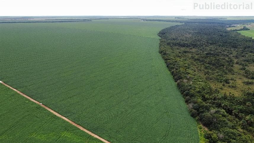 Tecnologia TEIKKO™ combate nematoides na soja brasileira