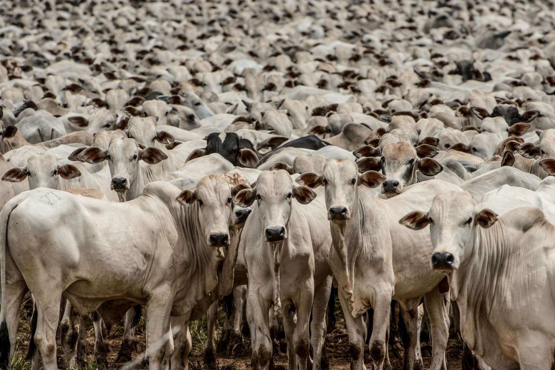 Preços do boi gordo se estabilizam apesar de pressões regionais