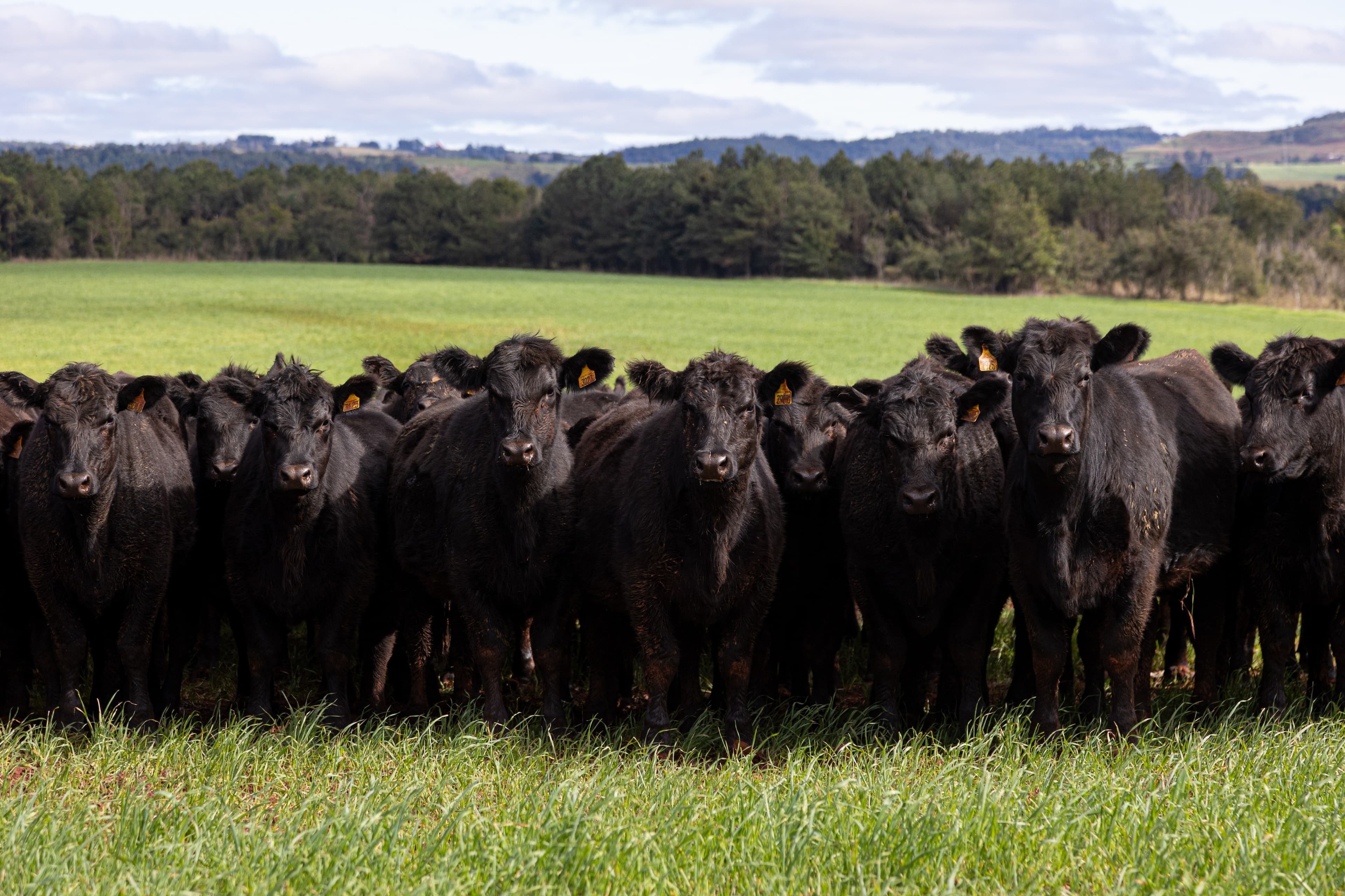 Alta de 31,2% no mercado de sêmen Angus impulsiona produção