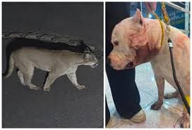 Cachorro defende família de onça parda em condomínio
