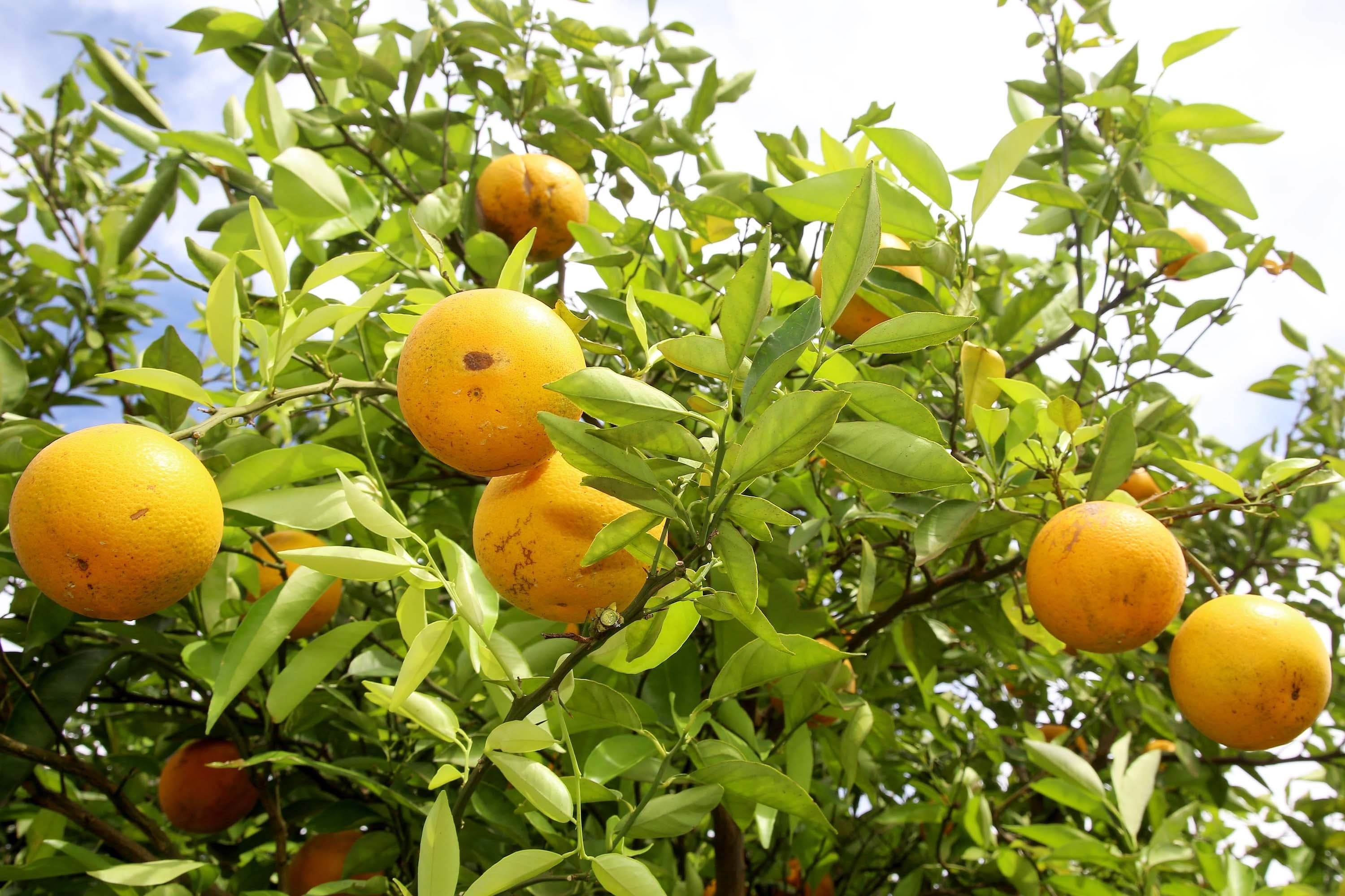 Cresce a produção de laranjas em Minas Gerais com medidas contra greening