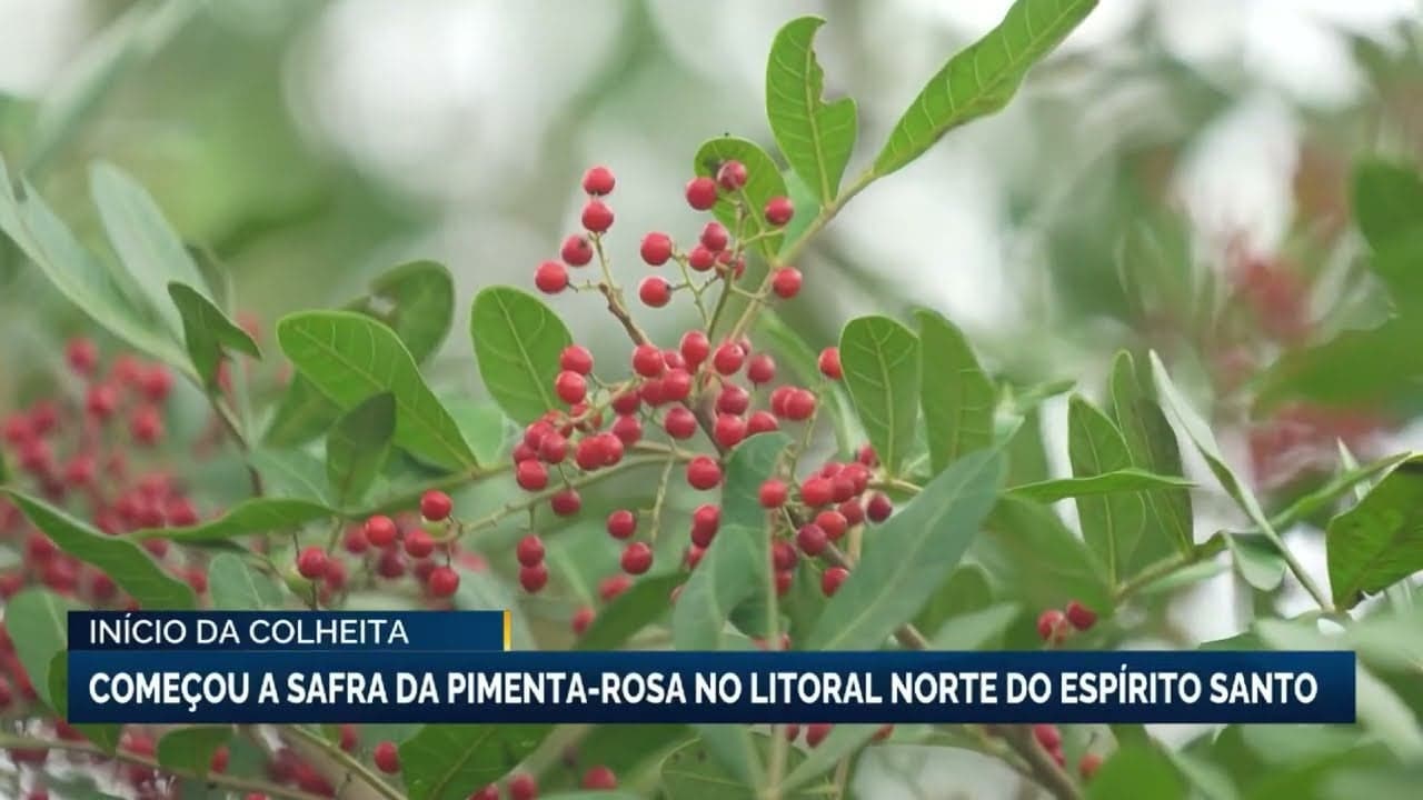 Safra da pimenta rosa no Espírito Santo gera esperança para produtores