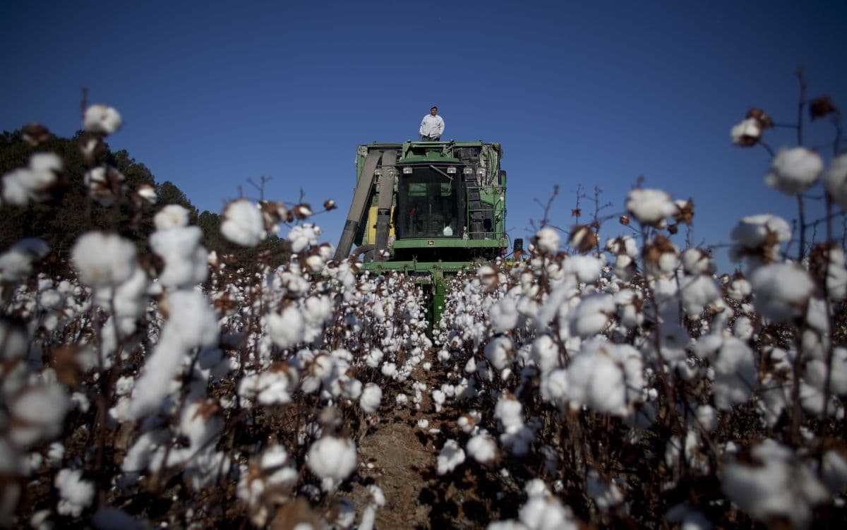 Fim da Taxa das Blusinhas pode afetar produção de algodão no Brasil
