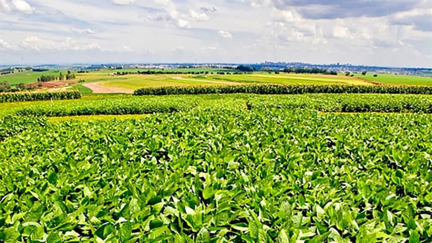 Embrapa lança cultivar de soja BRS 579 para manejo eficaz de ervas daninhas