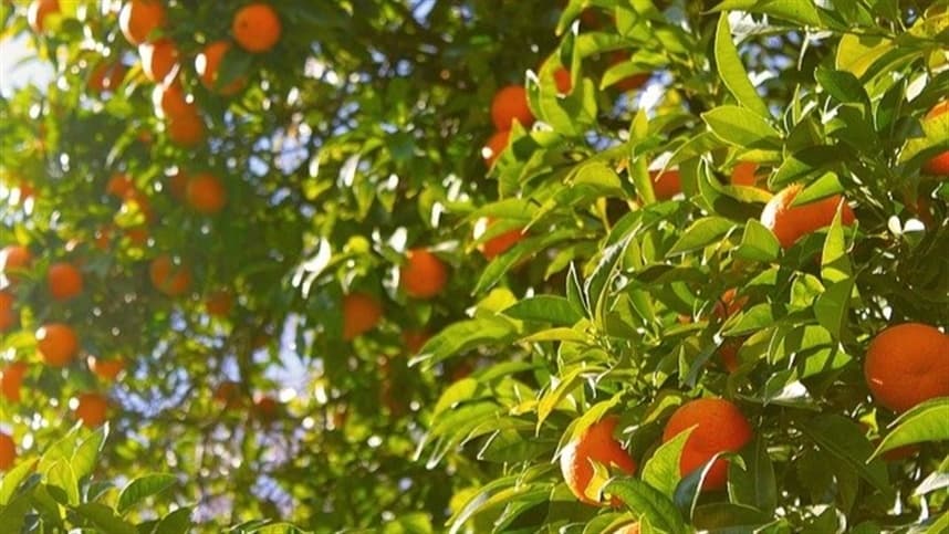 Bioestimulantes à base de algas ajudam fruticultura em tempos de estresse