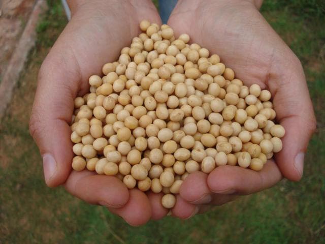 Brasil Prevê Recorde na Movimentação de Soja no Primeiro Trimestre de 2026