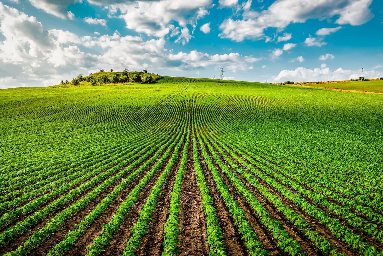 Nova solução da Bayer combate plantas daninhas em lavouras