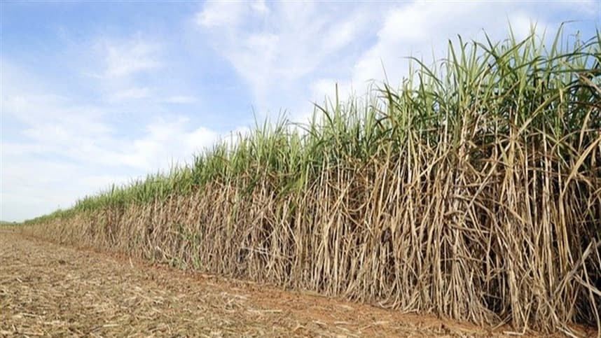 Altura de corte da cana-de-açúcar influencia colheita e produtividade