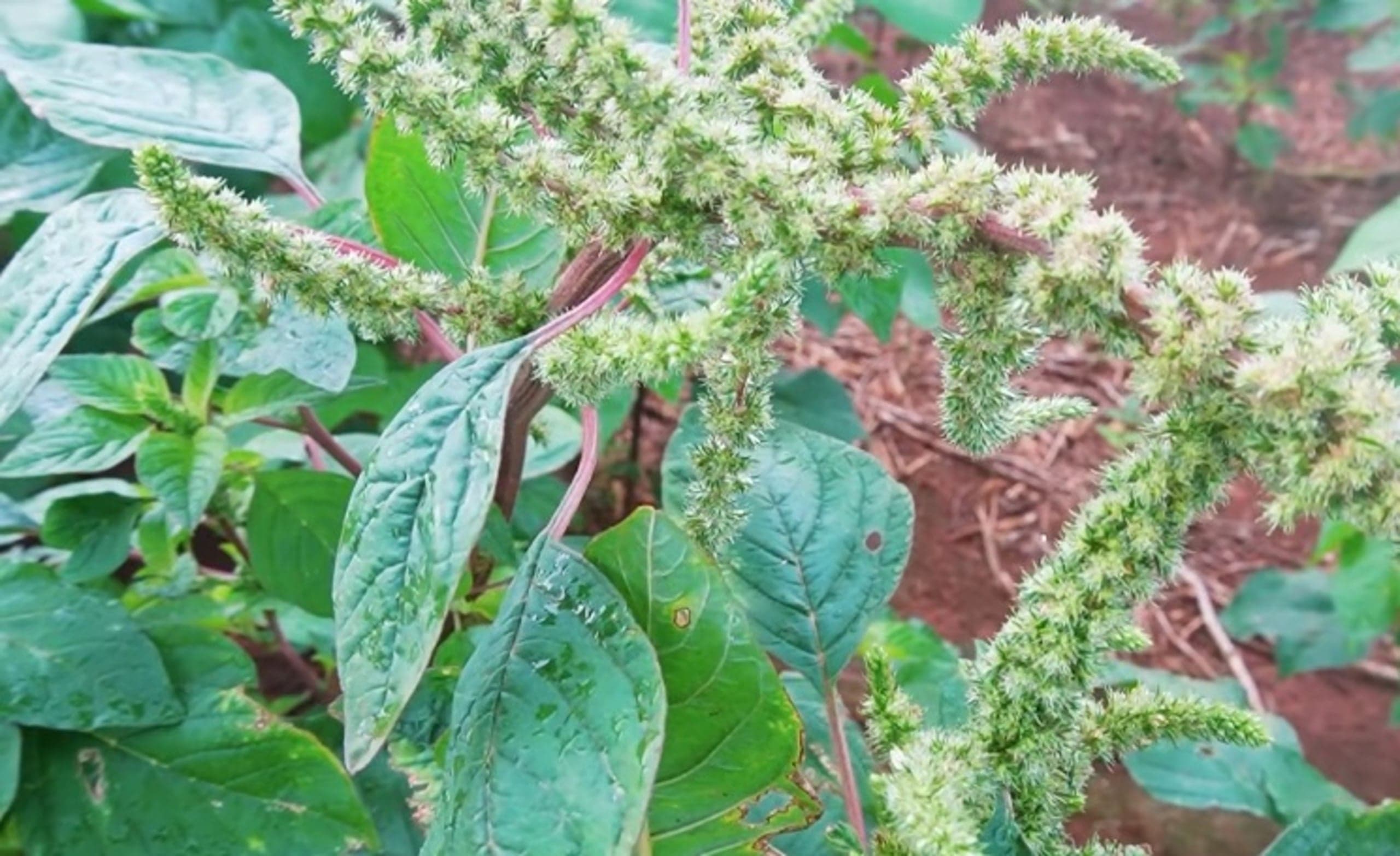 Produtores de soja enfrentam desafios com planta daninha caruru