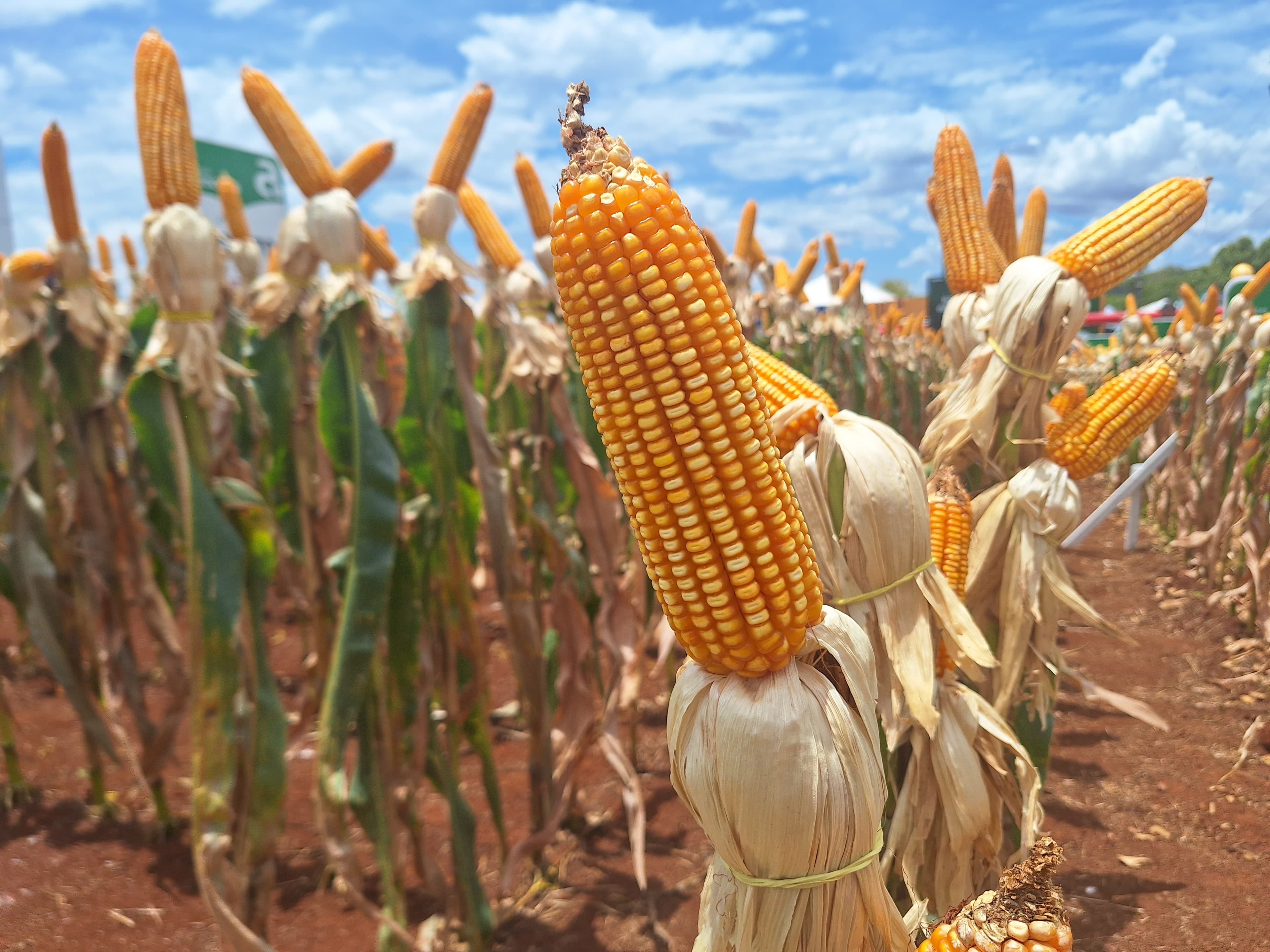 Cotações do milho caem e compradores se afastam do mercado
