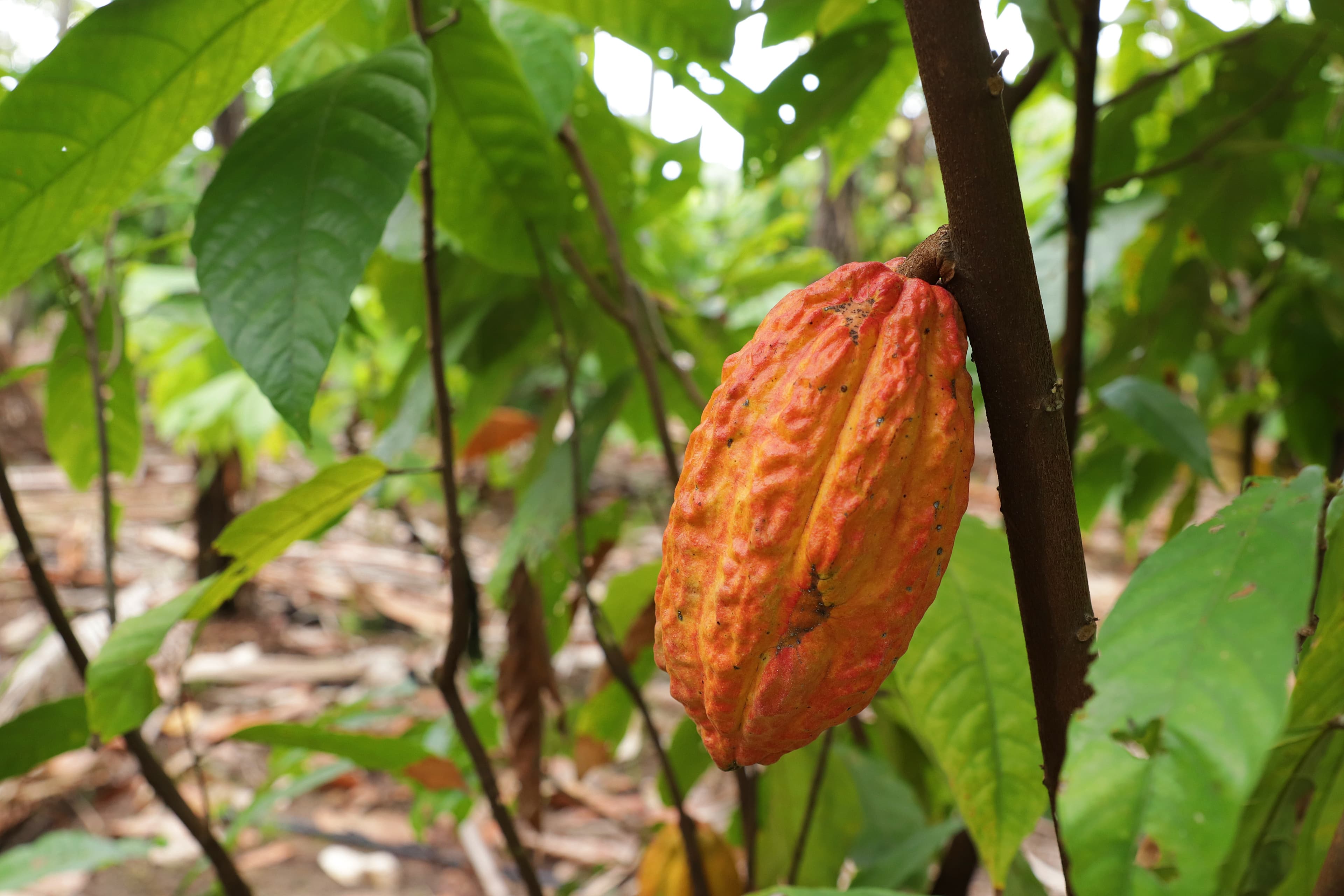 Preço do cacau avança em Nova York com expectativas sobre safra de Gana