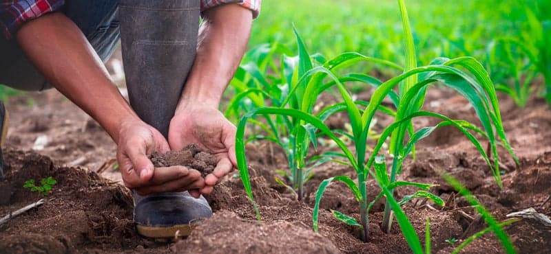 Crescimento do PIB brasileiro revela desafios na agricultura