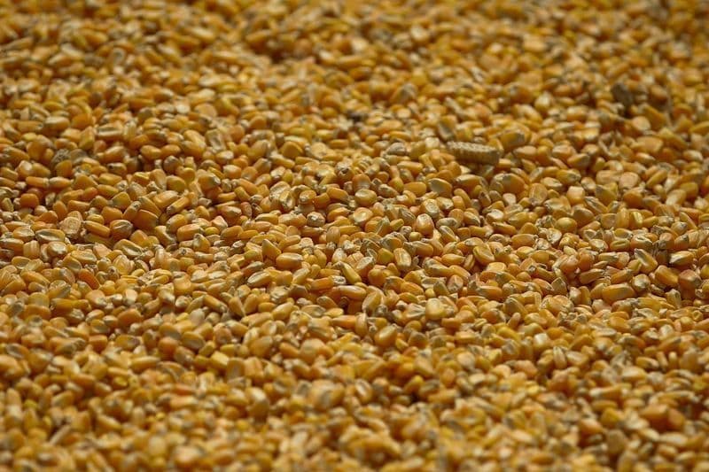 Contratos de soja caem enquanto milho e trigo apresentam leve alta