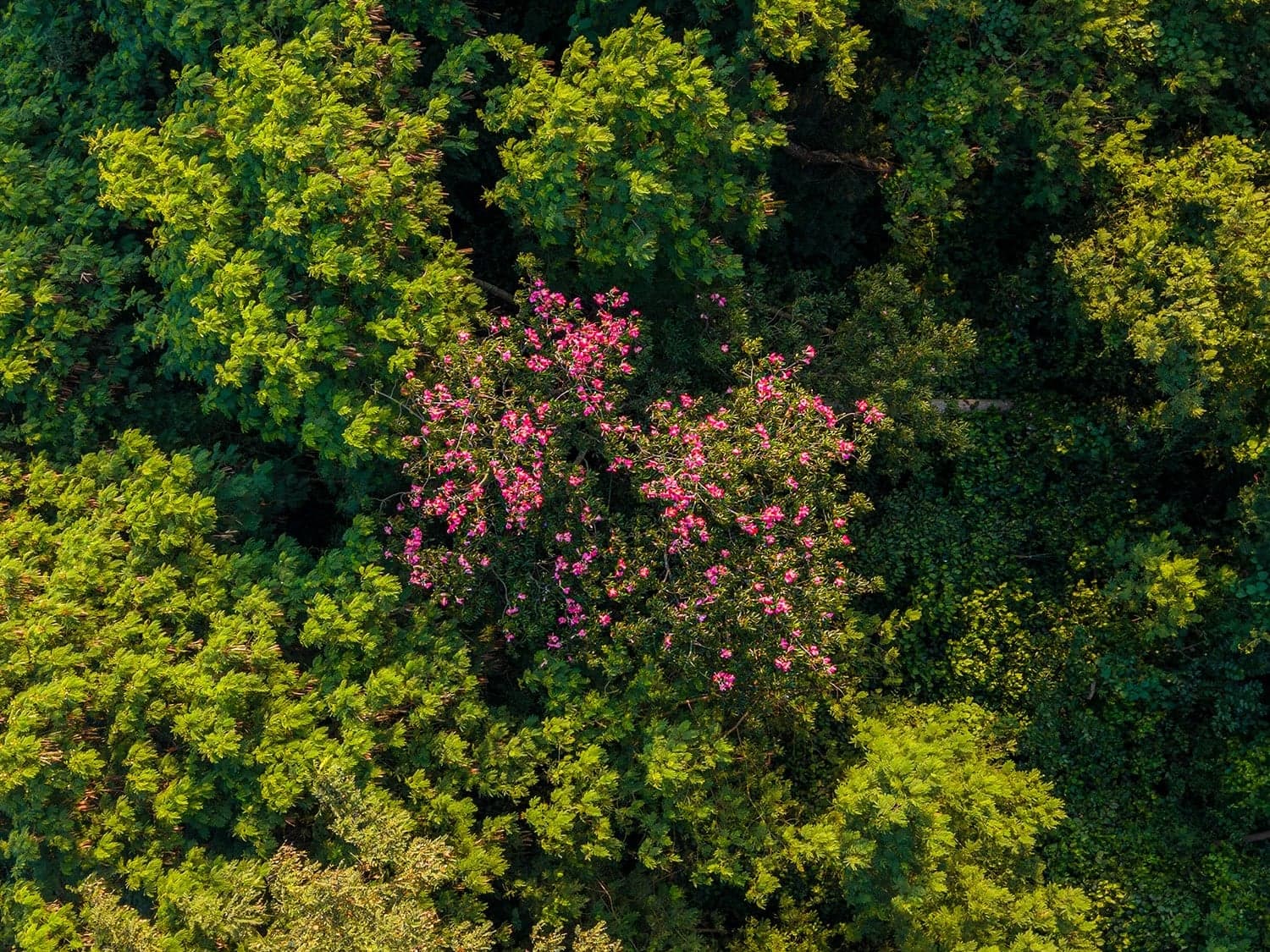 Estudo revela efeitos temporários de espécies invasoras em florestas tropicais