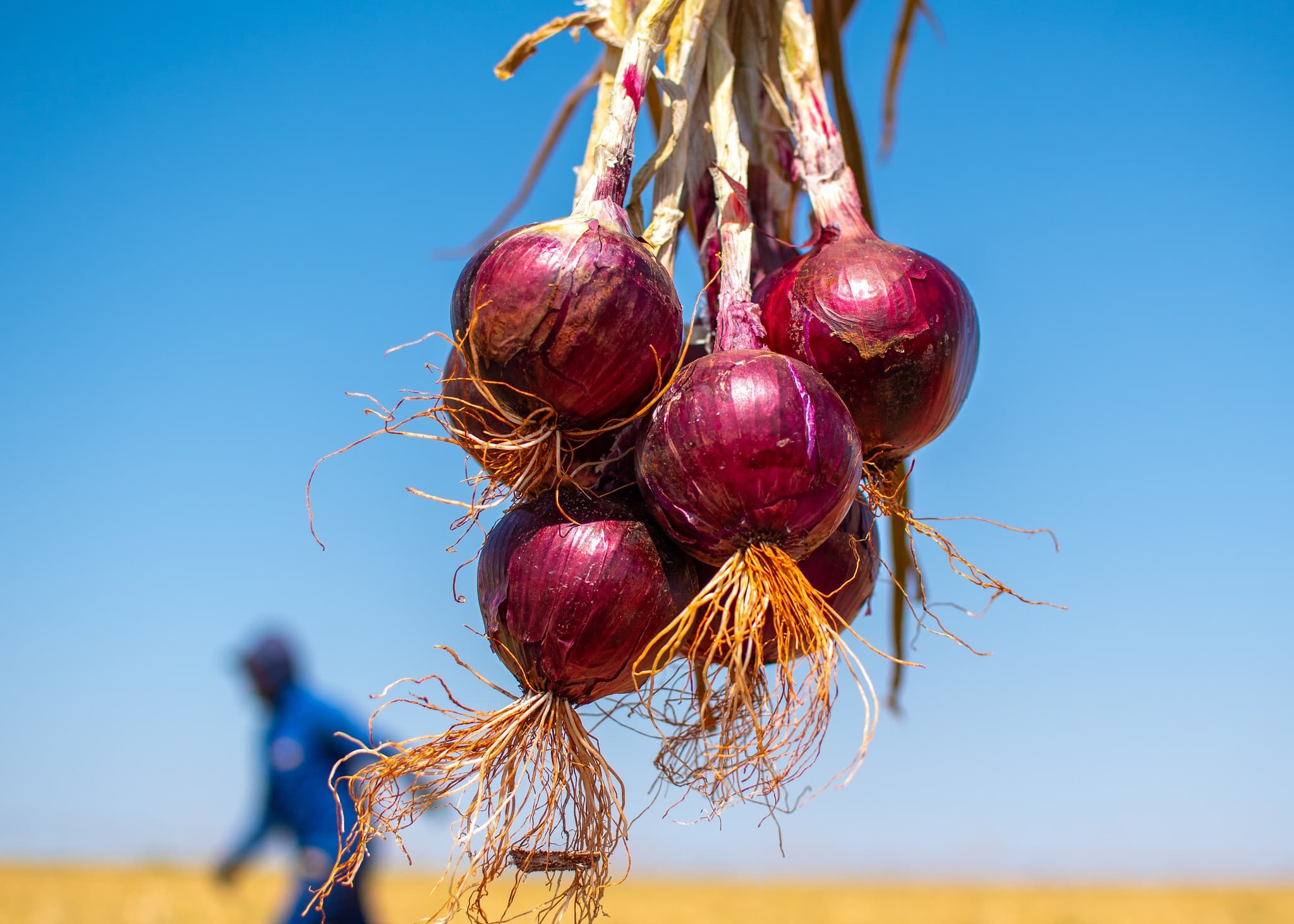 Cresce a importação de cebola no Brasil com aumento significativo