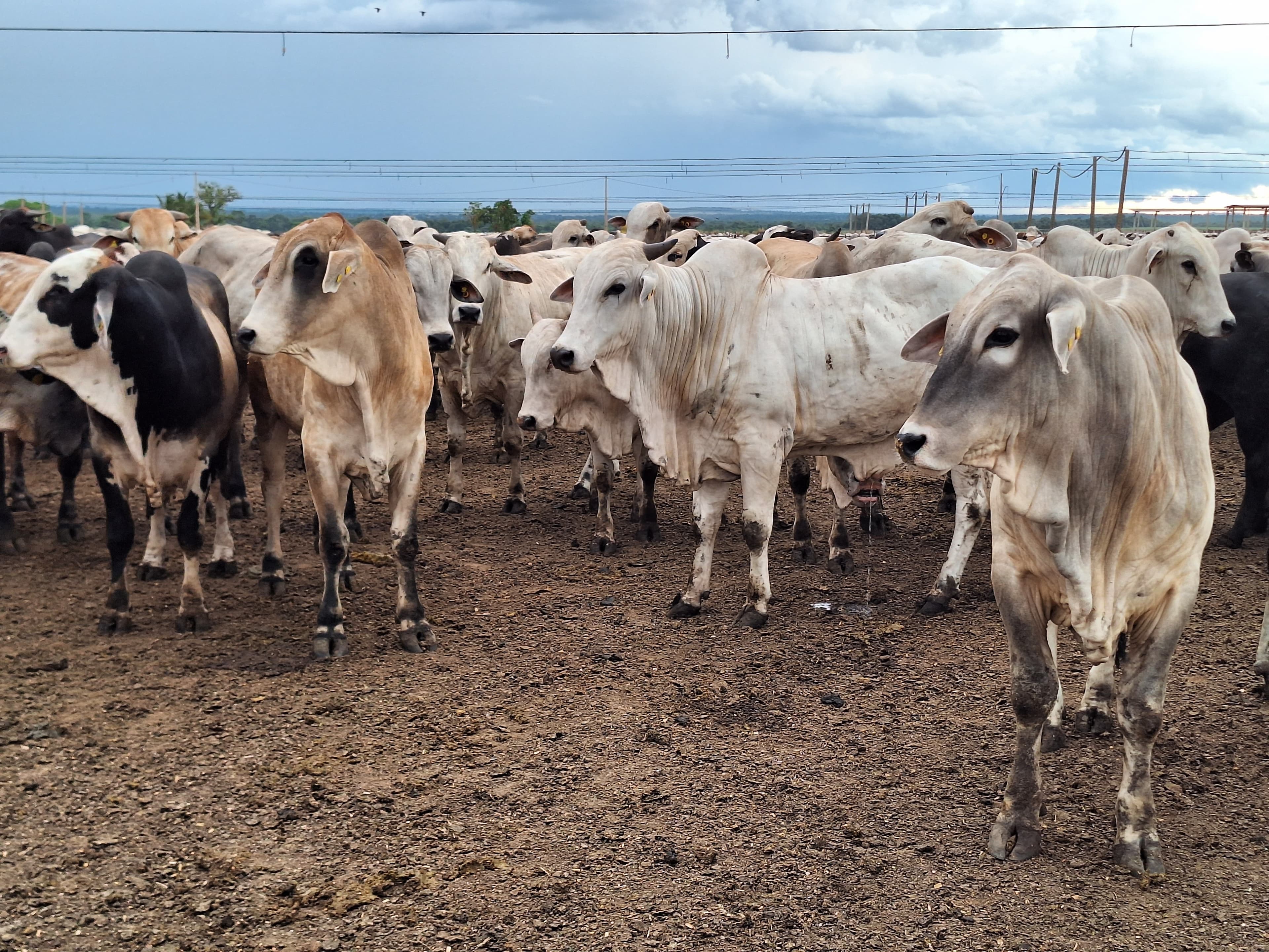 Aumento no Preço do Boi Gordo em São Paulo Antes da Páscoa