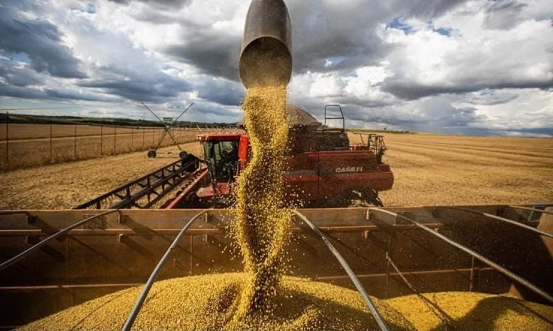 Soja se torna a principal cultura do agronegócio no Nordeste